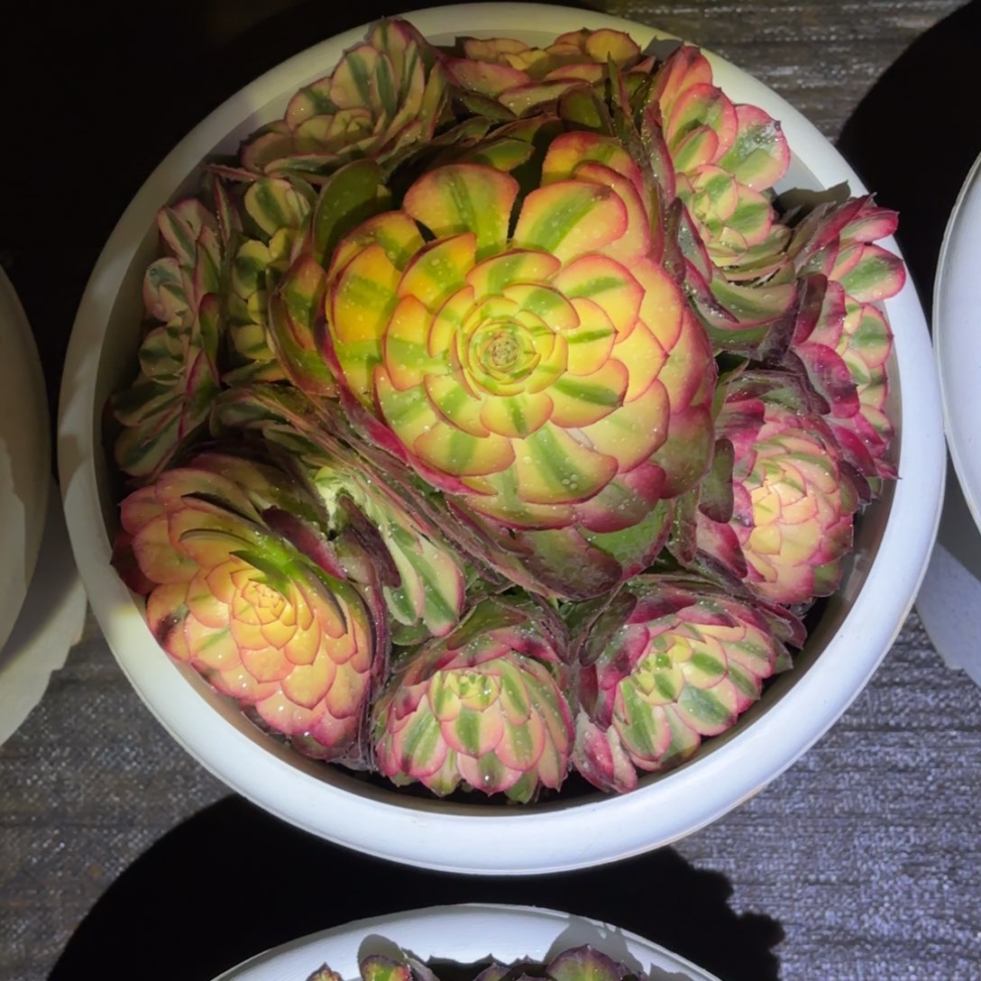 懒***~云南多肉植物荔枝