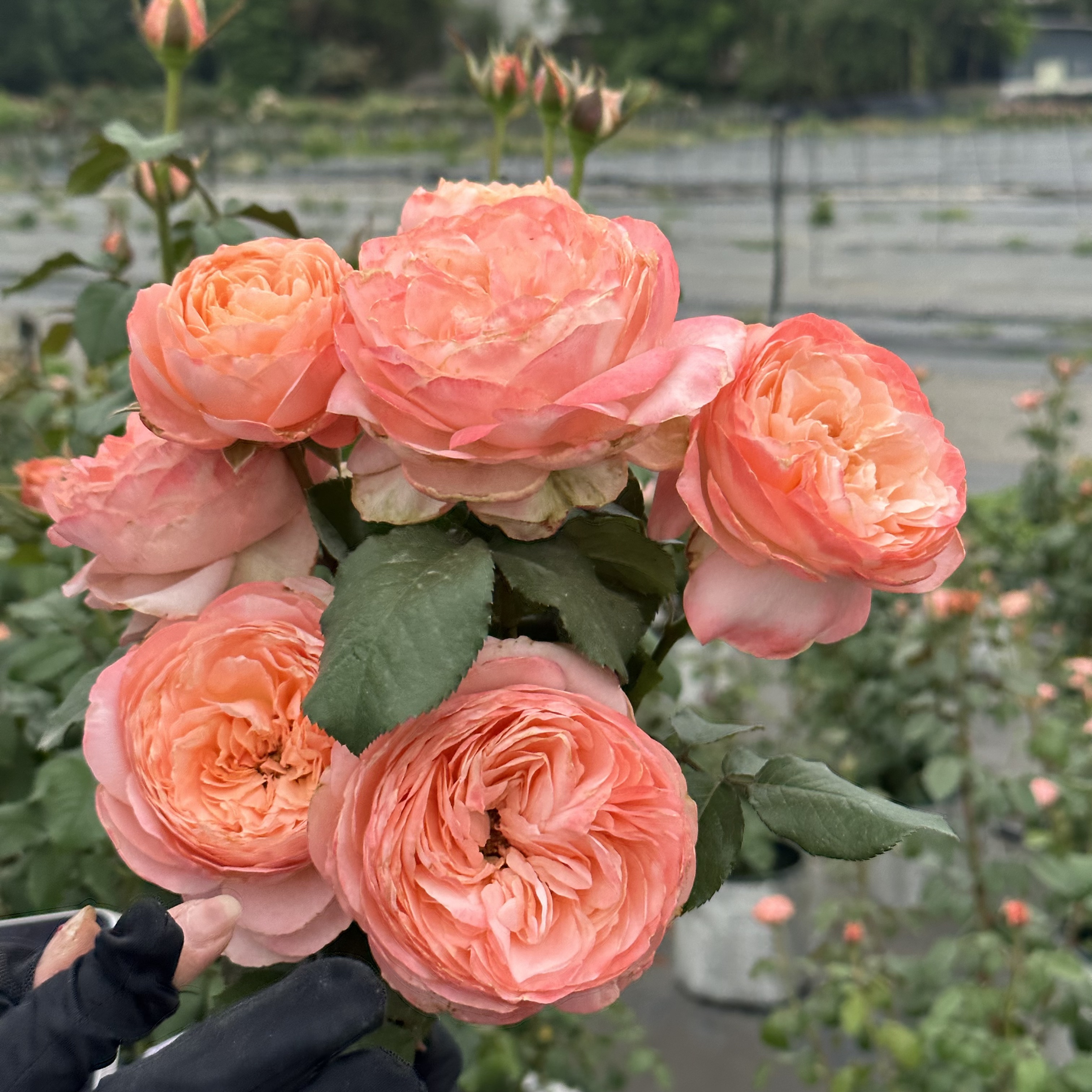 花知述园艺艾琳娜月季盆栽四季开花卉玫瑰带花苞阳台庭院植物