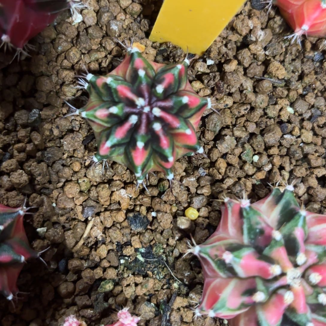 239-1209泰国发货多肉