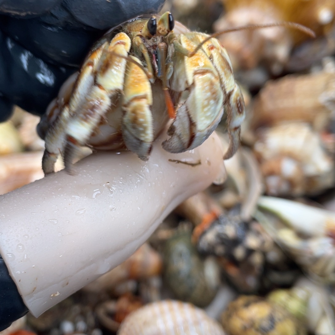 不退不换活体宠物40