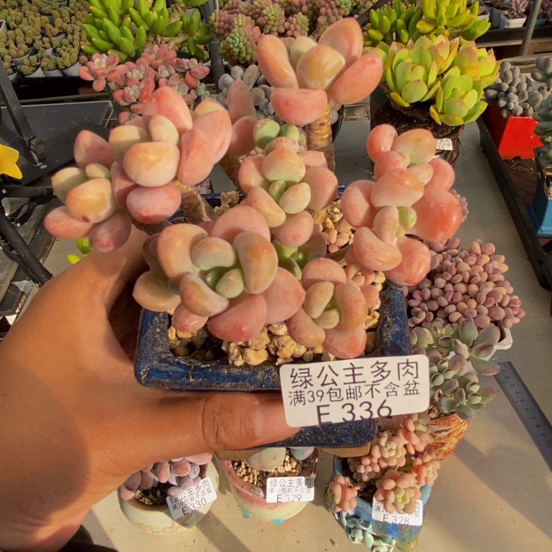336橘子香水多肉7c m