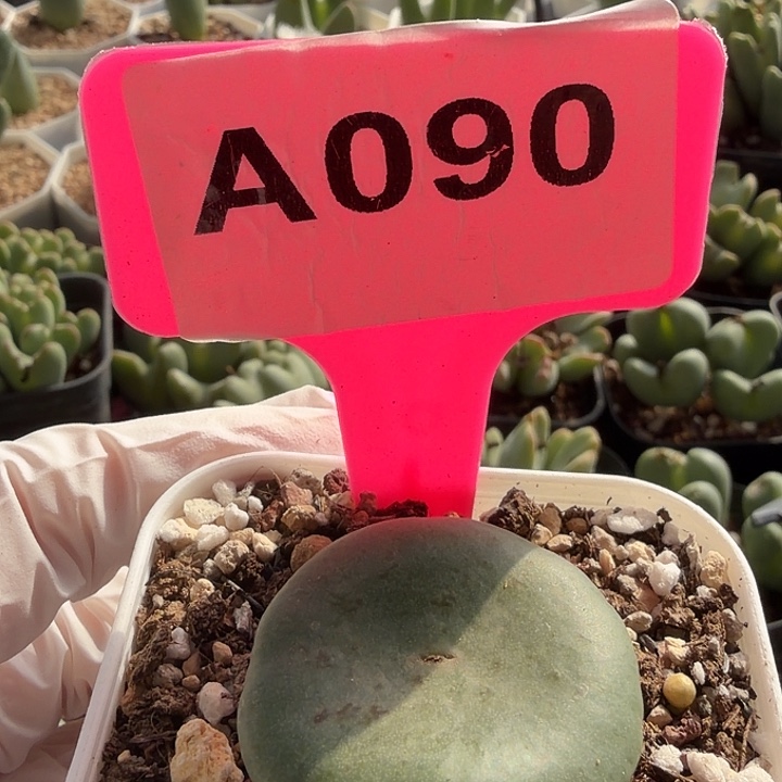 苹果公司将继续保持良好经济