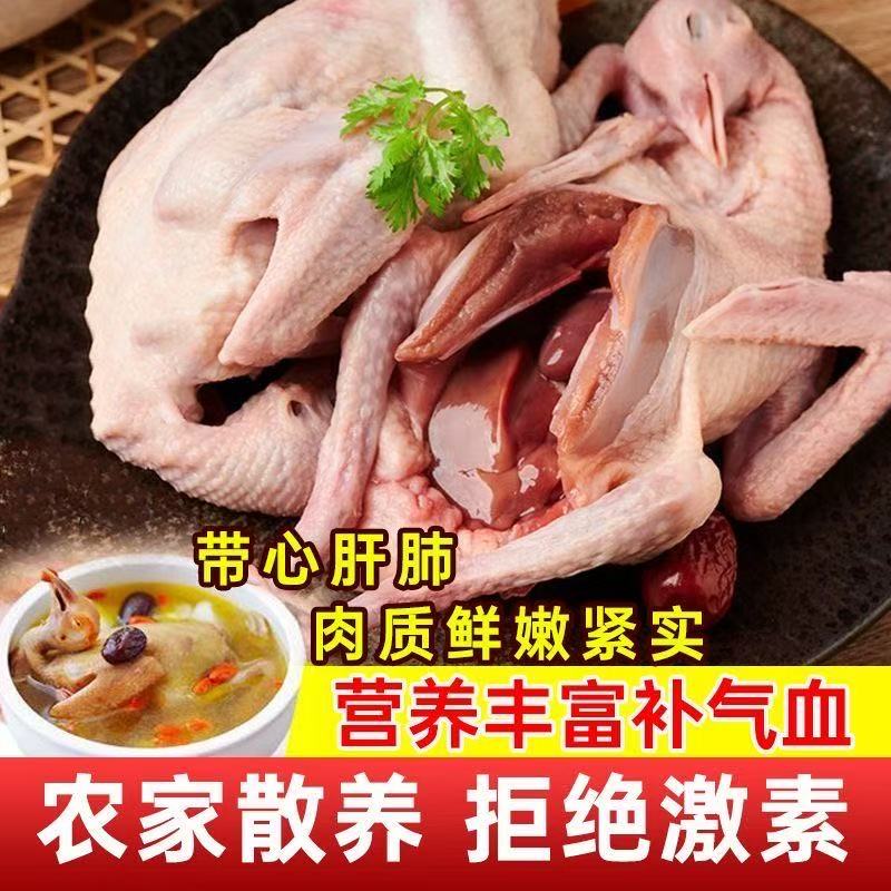 包邮新鲜宰杀杂粮喂养散养鸽子肉急冻锁鲜