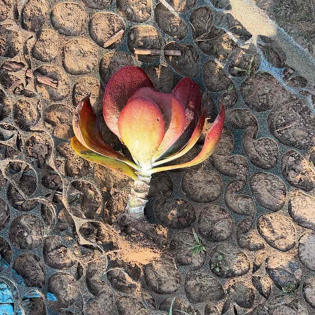 堂印多肉植物一颗老桩。