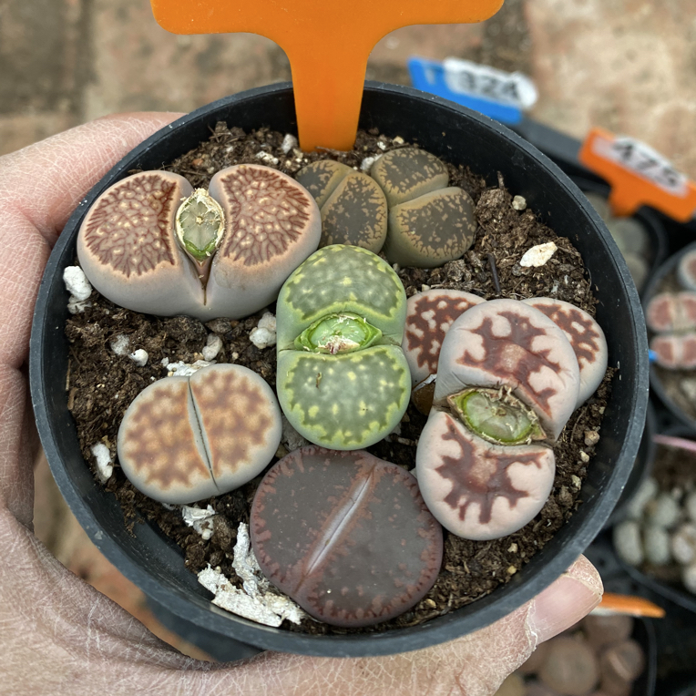 526菊文章红窗花纹玉日轮一物一拍整盆发货8.5cm盆