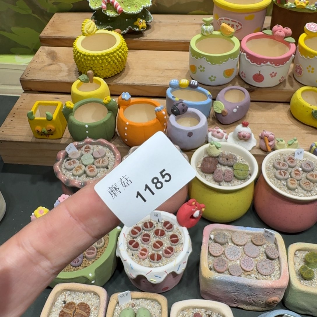 ****尼蘑菇1185花花花花花