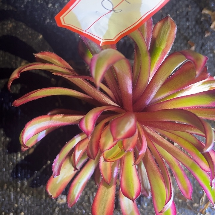 法师锦好好看18好好