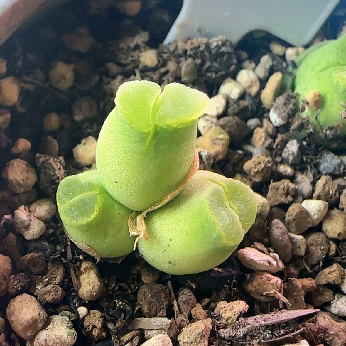 【闪购商品】12345678