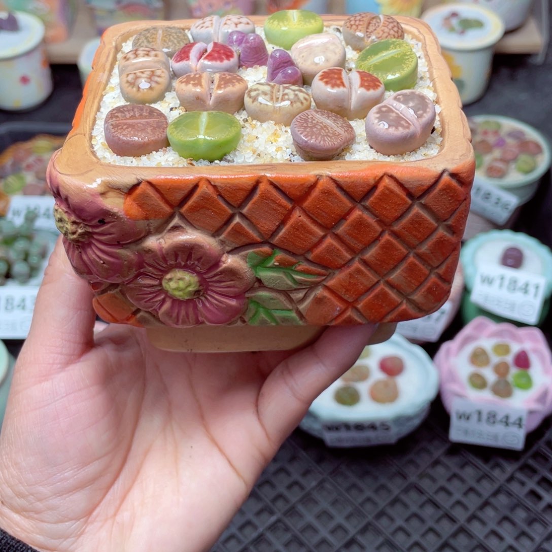 w1849 带盆土发货-零下地区拍保温箱