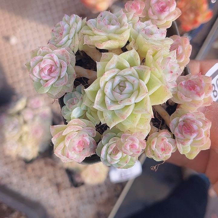 白天鹅08132多肉植物