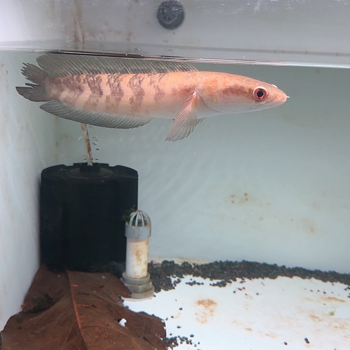 热带鱼不分公母25.5 C28号缸红帝王尾巴损伤