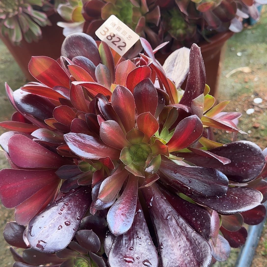 多肉植物华纳3822