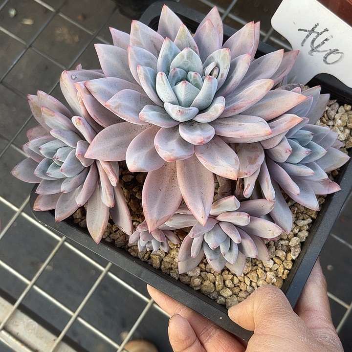 两单包邮，一物一拍，米雪美人