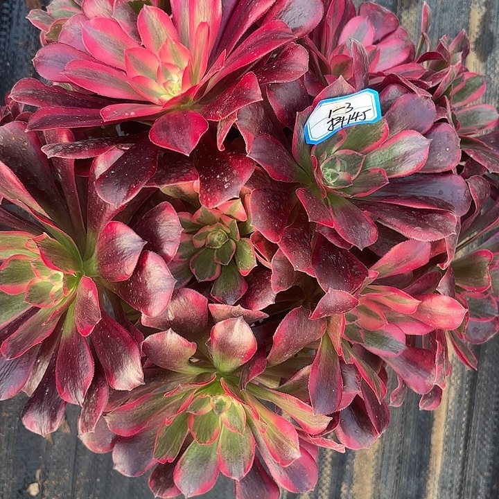 凤冠丛林多肉法师不包损145