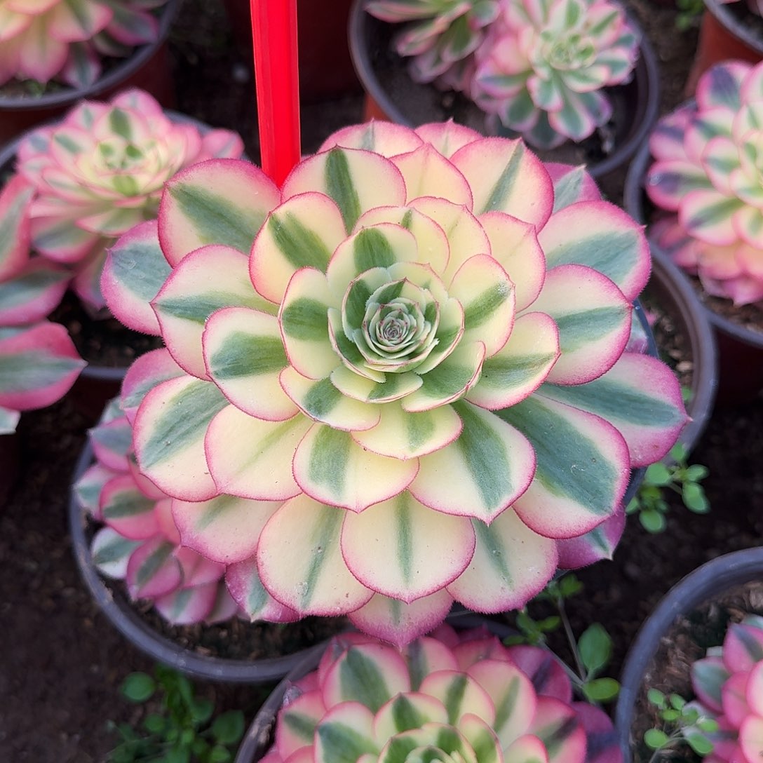 明***好4589倾城多肉法师