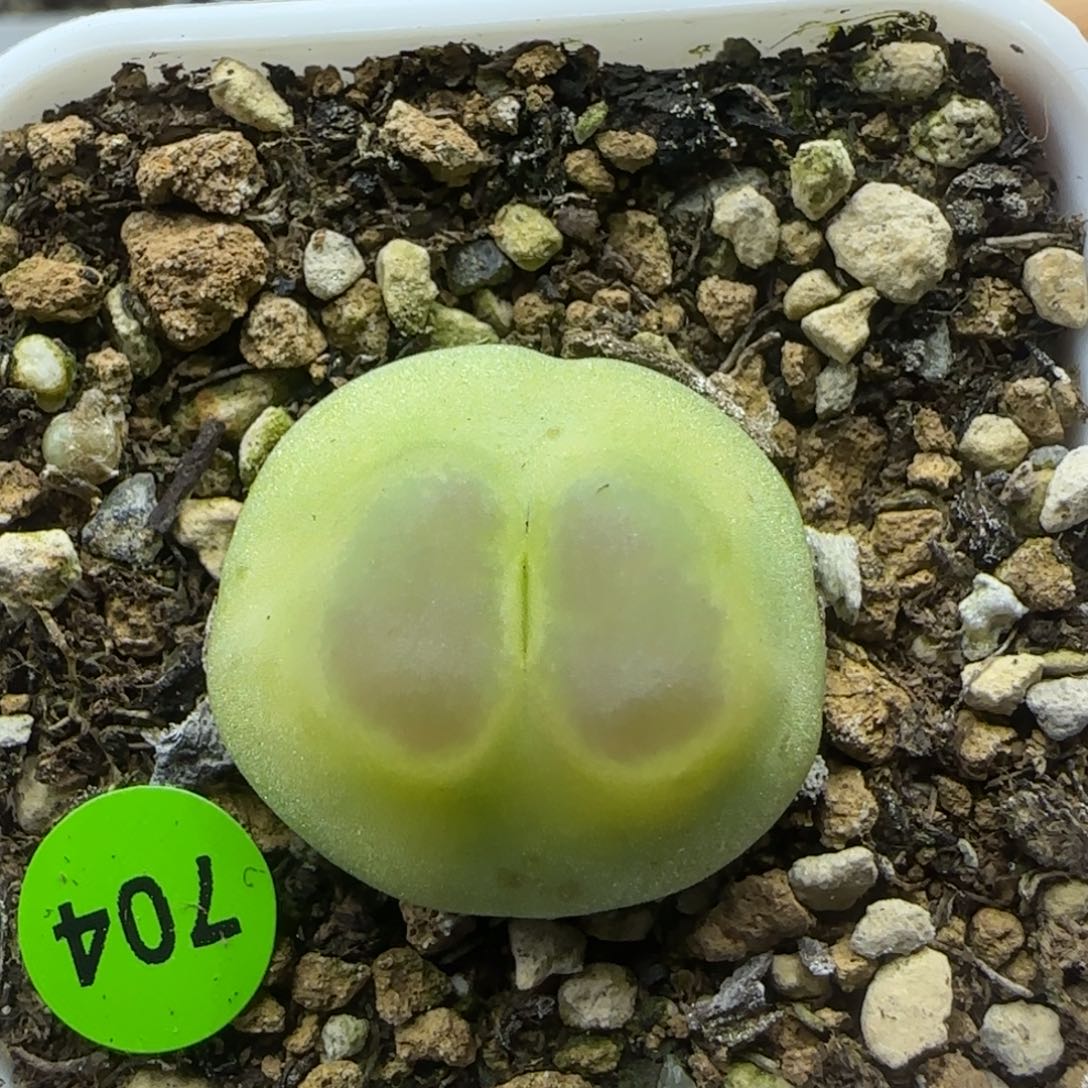 拉登2.4点多肉植物704