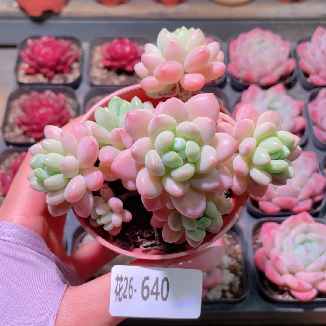 花利美26-640洛可可