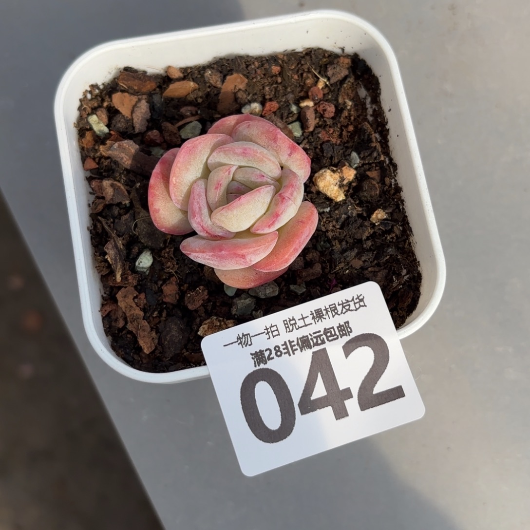 石化橘子冰单头无盆土发货