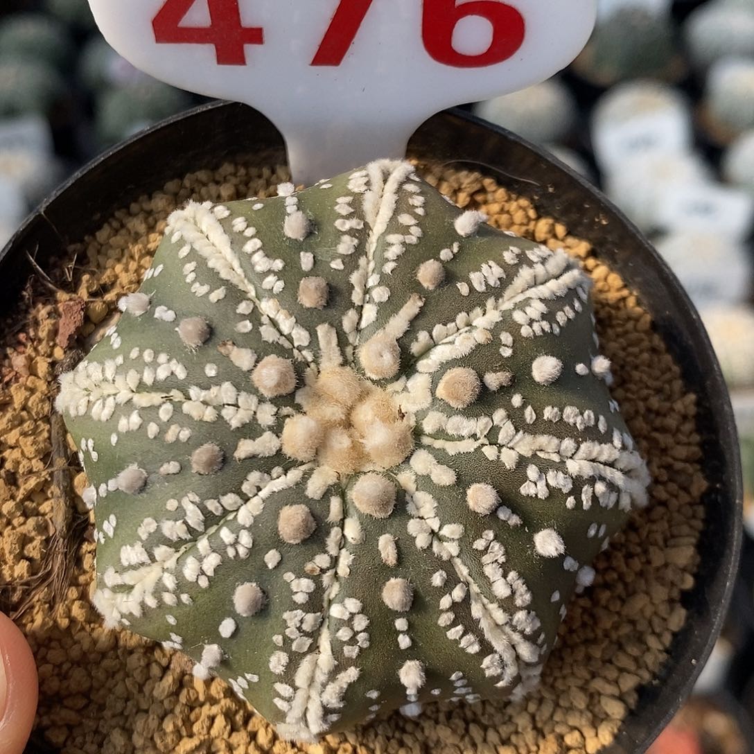 476美纹海星系列福利