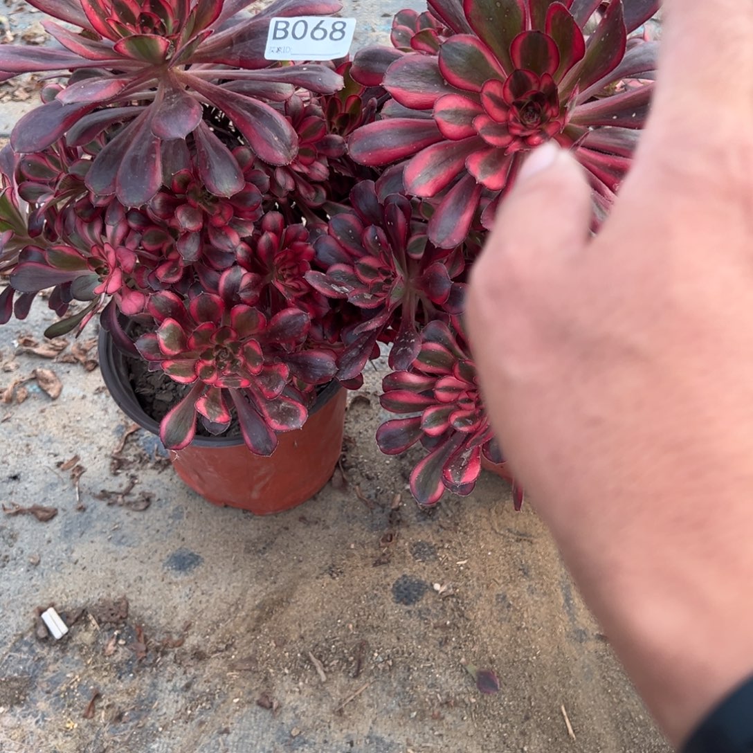 河***地068两颗组合多肉植物法师