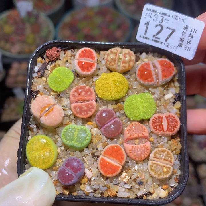 精品生石花33.127
