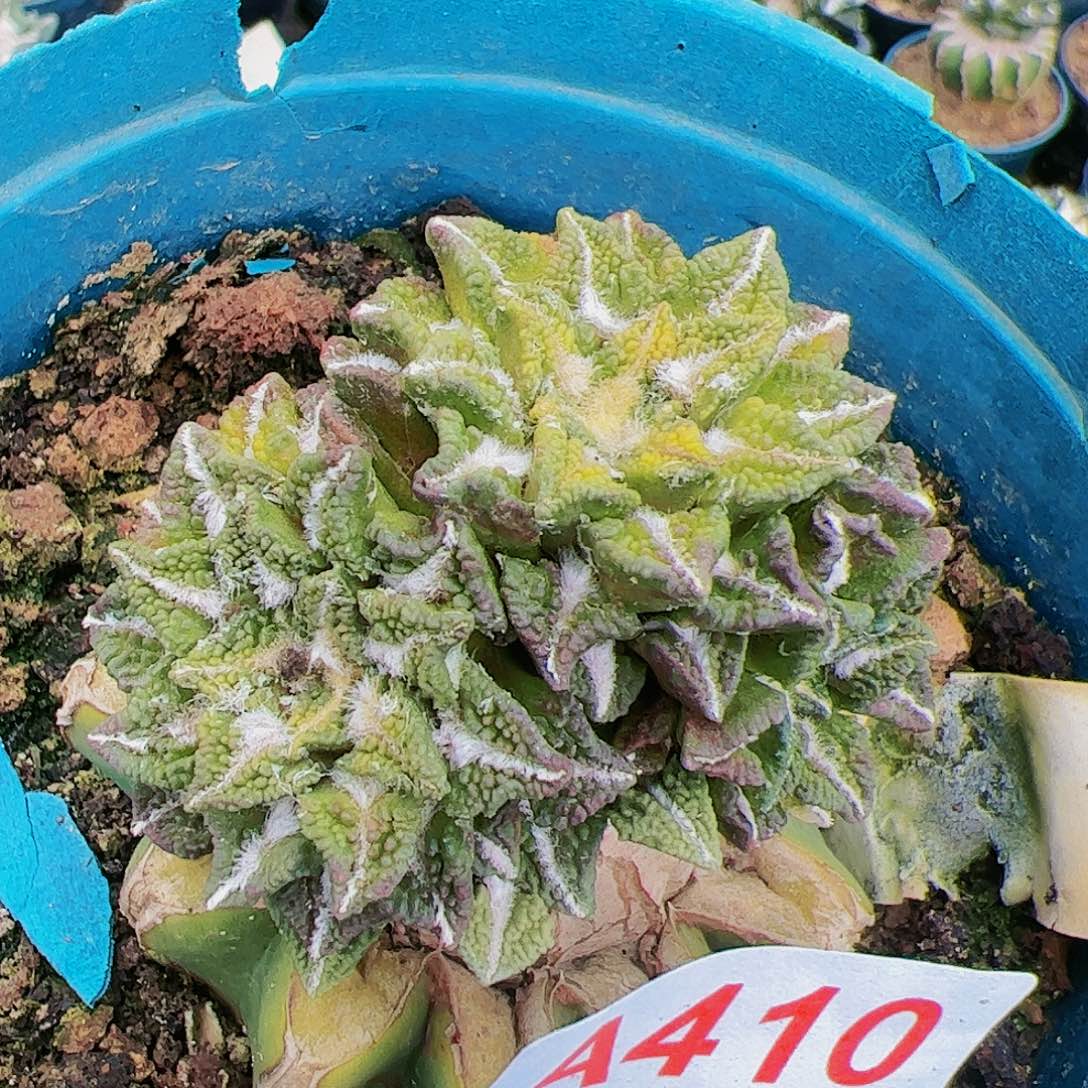 福利黑牡丹锦群仙人球410