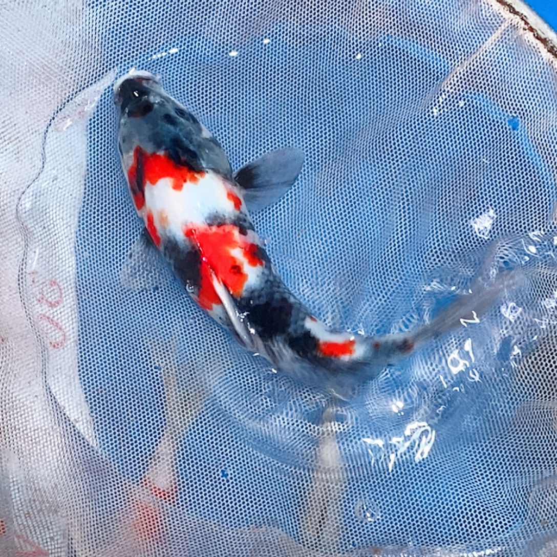 锦鲤大日超级怪兽昭和