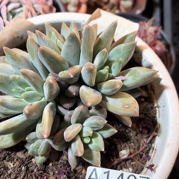 幸运的是我的朋友们都