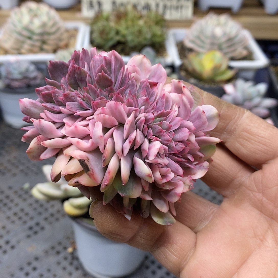 2867 冰灿锦缀化头盖 需延时发货