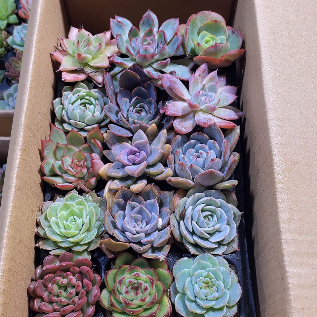 15颗-4号约4-5厘米