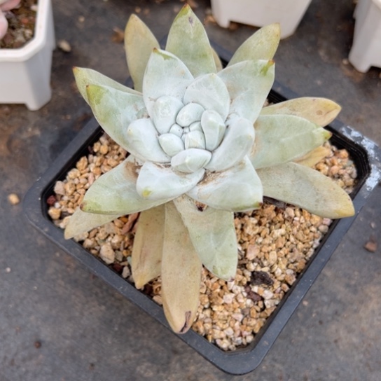 锦宸多肉～一物一拍就607