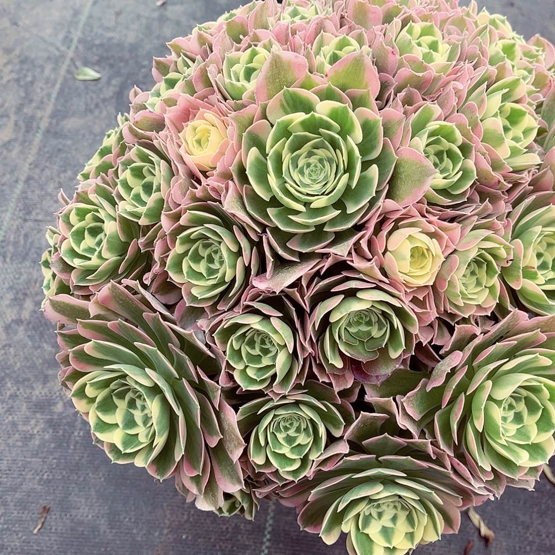 白凤法师多肉植物