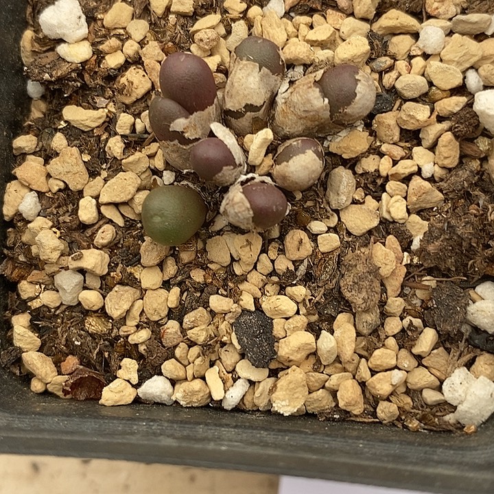 2170紫葡萄一群。     