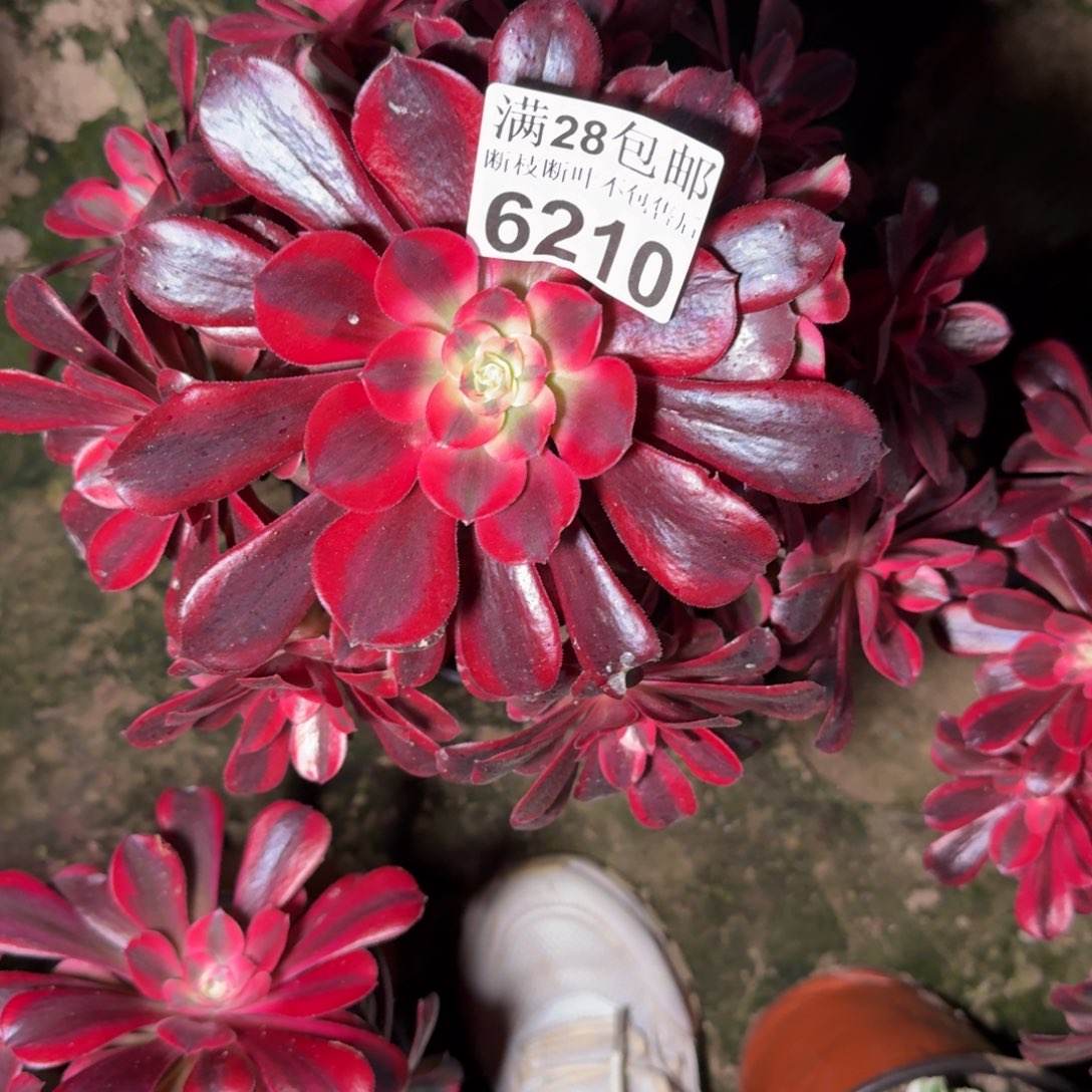 6210美杜莎杆歪多肉植物