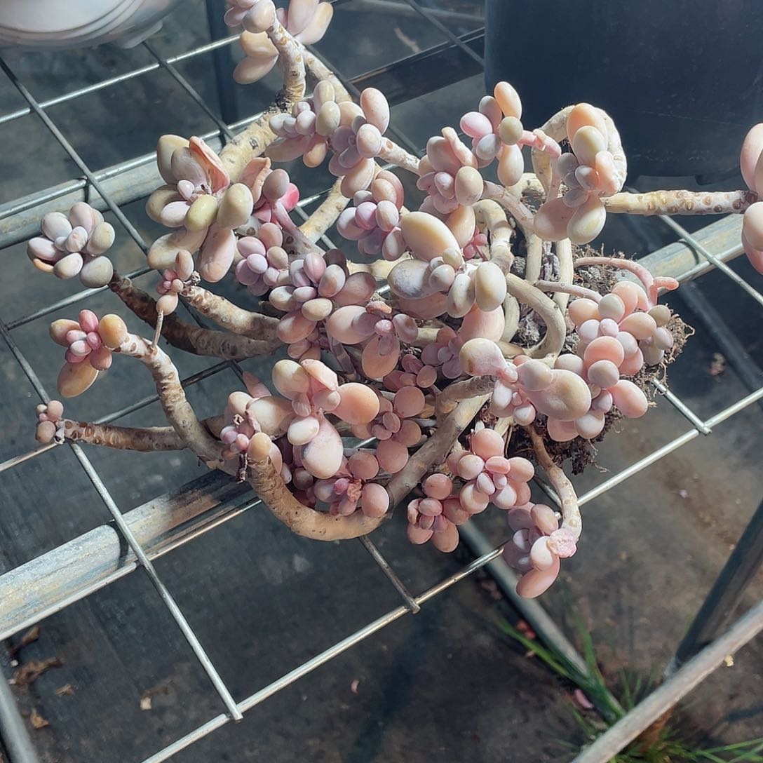 桃蛋多头群生包邮