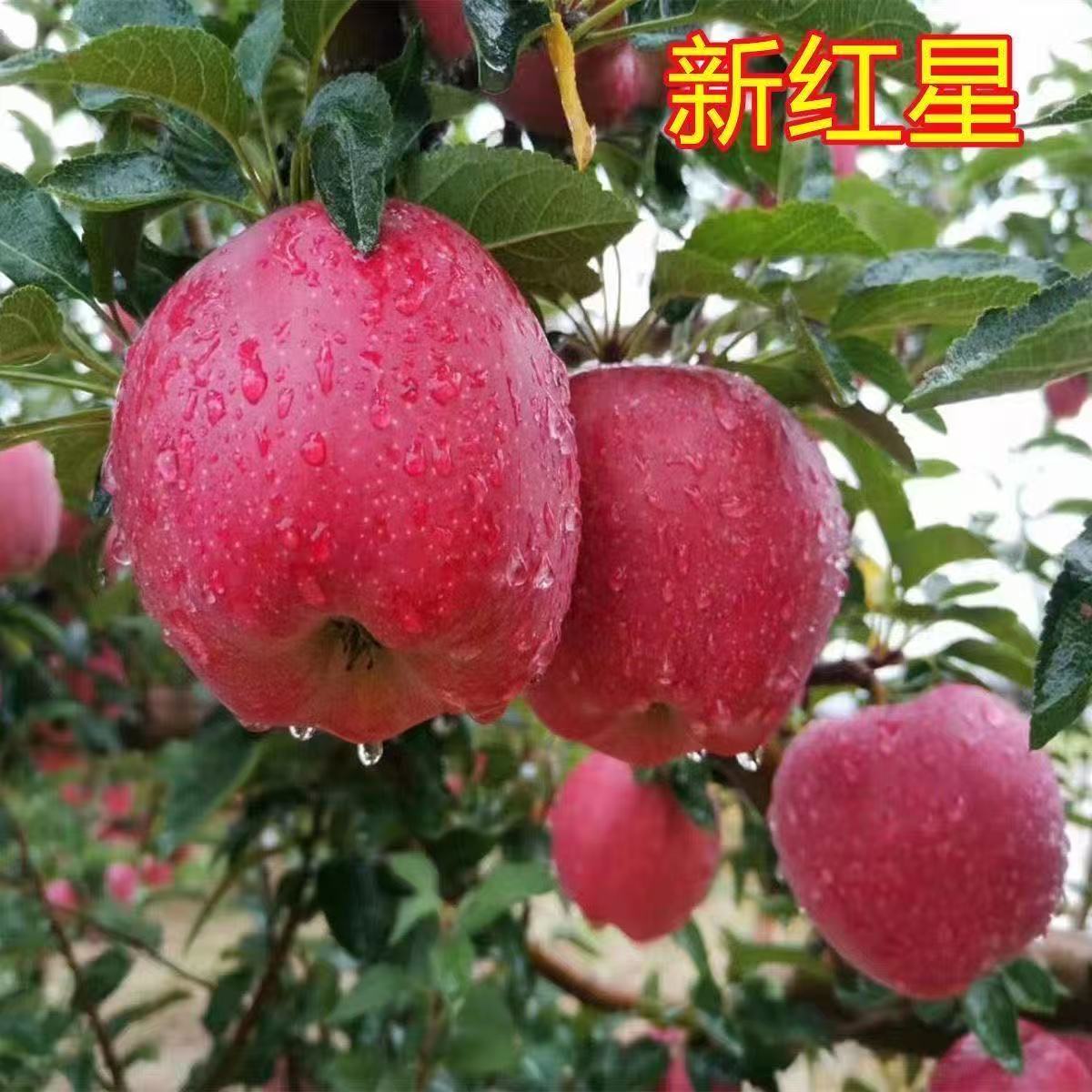 正宗新红星苹果树苗嫁接红苹果香甜可口南方北方种植苹果树苗耐寒