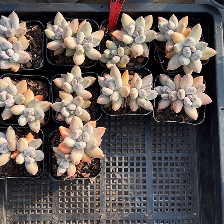 双头松果美人。 福利多多