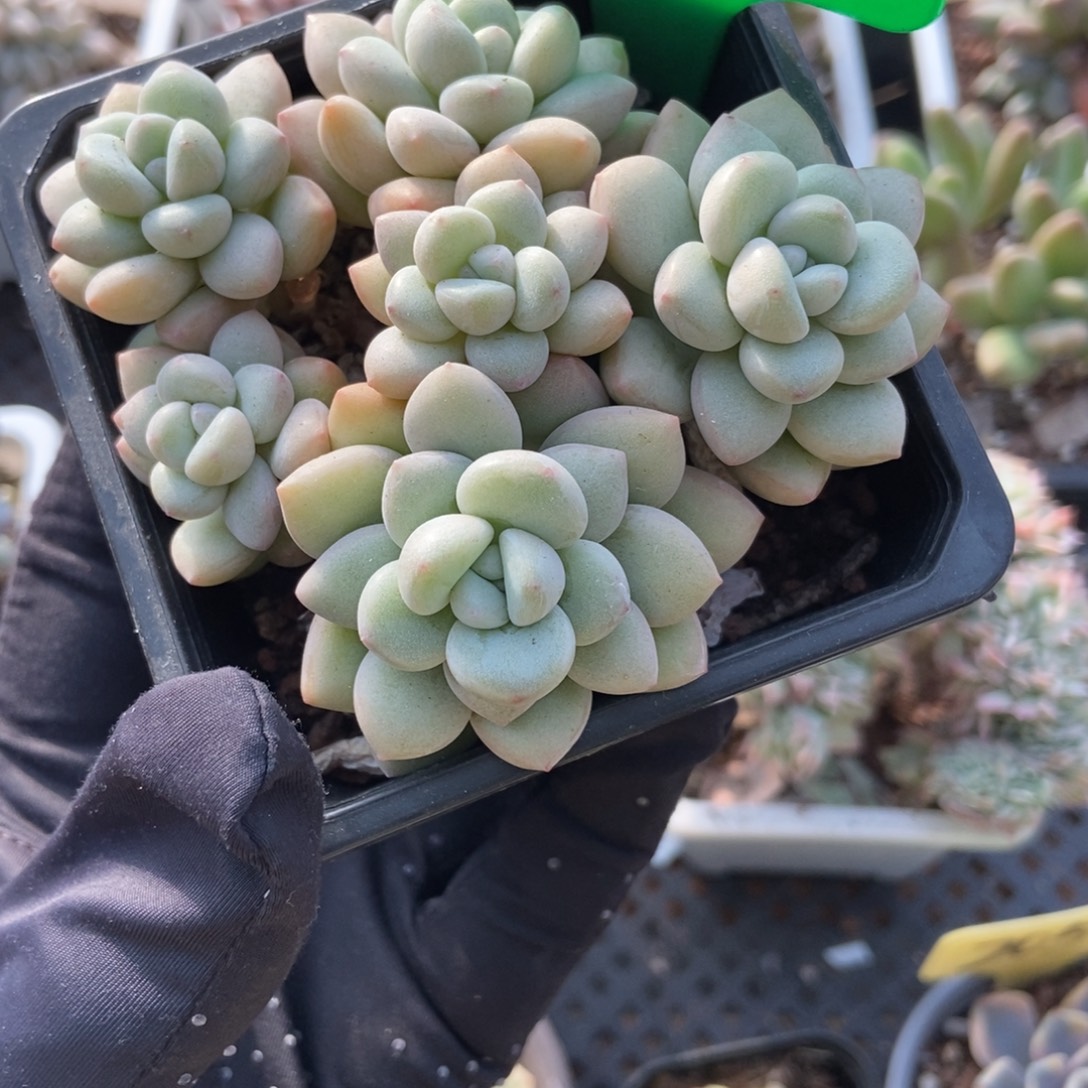 200泡泡糖多肉植物多肉