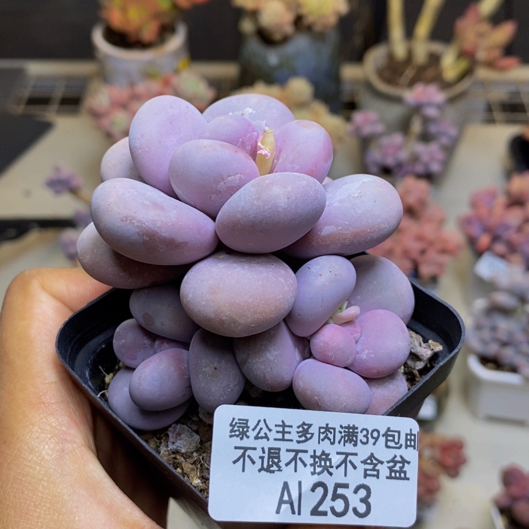 253橙奶多肉肉6c m