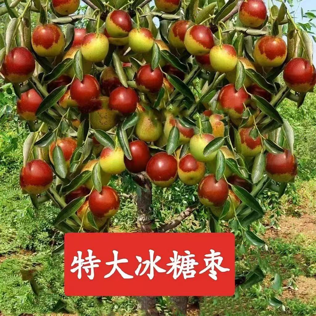 沾化冬枣冰糖脆甜枣树苗蟠枣葫芦枣果树苗盆栽北方南方种植