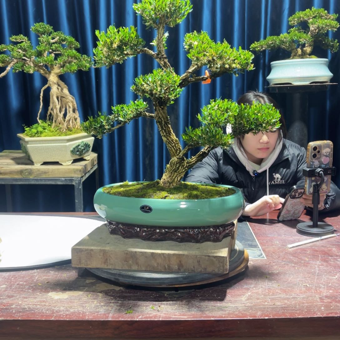 黄杨盆景老桩四季长青