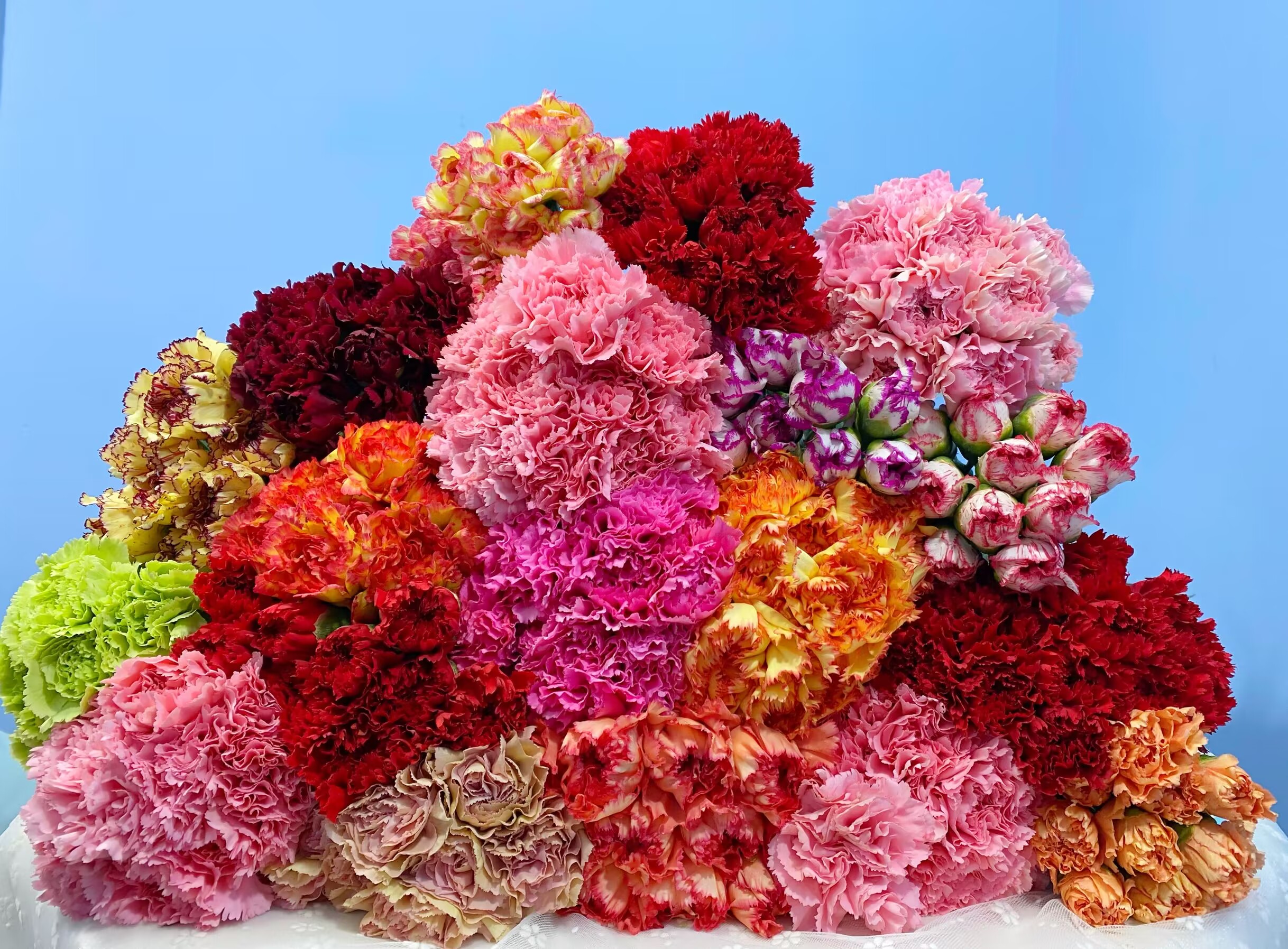 七十八  混色康乃馨10支+混色铃铛花一小把+混色单瓣紫罗兰一把