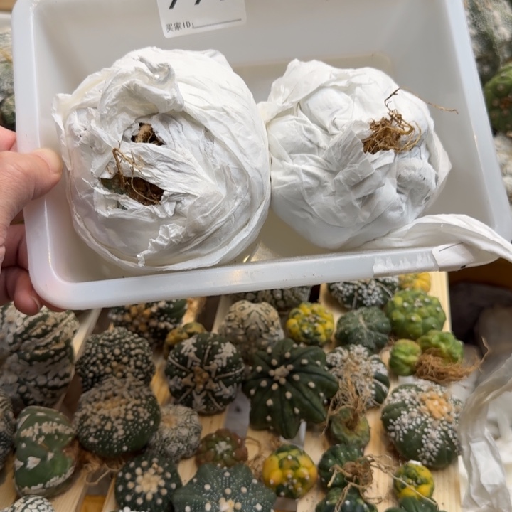 兜星球仙人球997号