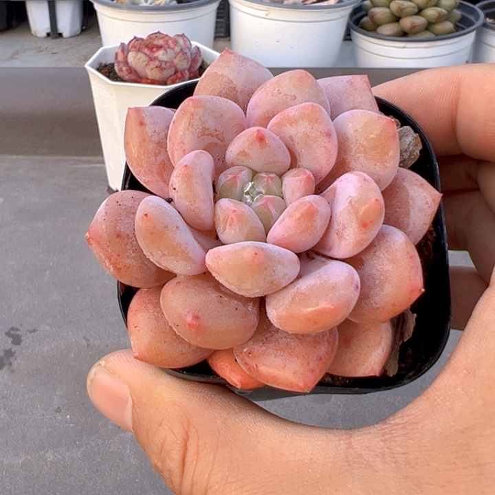 半夏【两单包邮】一物一拍