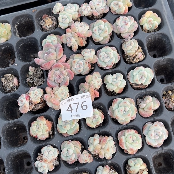 ****头476 号到手1框一物一拍