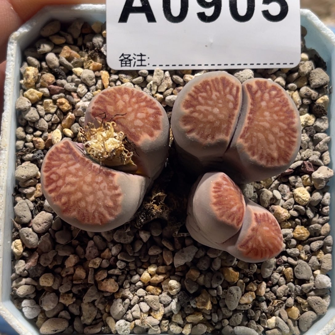 0905三头菊1专拍的