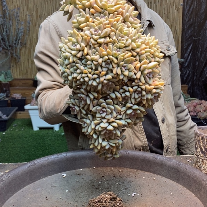 枫***叶288号淡雪多肉植物