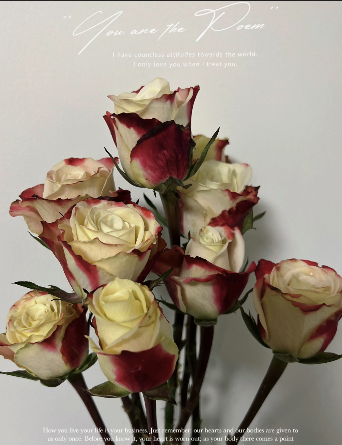 华尔琪 月季花苗切花耐热月季绿植花卉盆栽四季阳台地栽花苗庭院