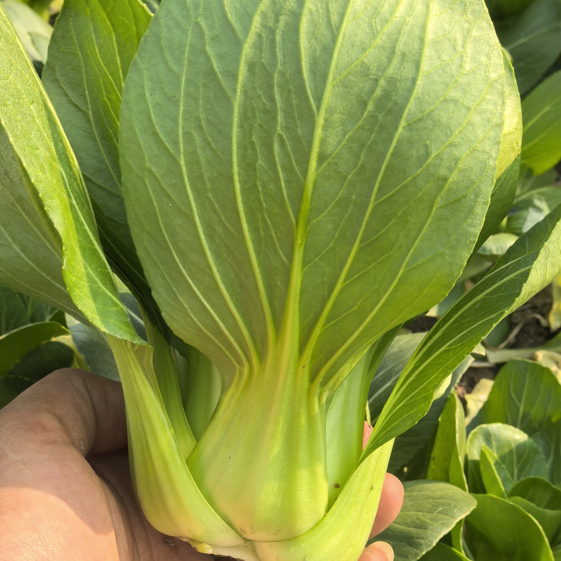 (京东快递)农家露天小上海青