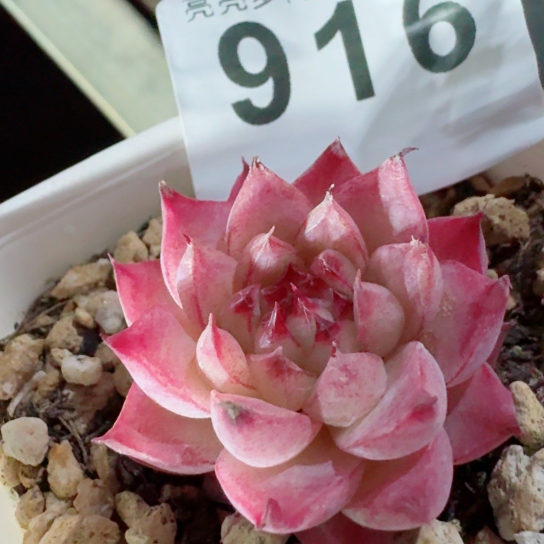 仙桃      多肉植物开播福利捡漏